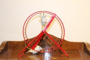 sow-biloela-mouse-wheel