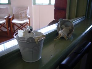 sow-maryborough-mouse-in-bucket