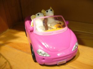 sow-wondai-mice-in-car